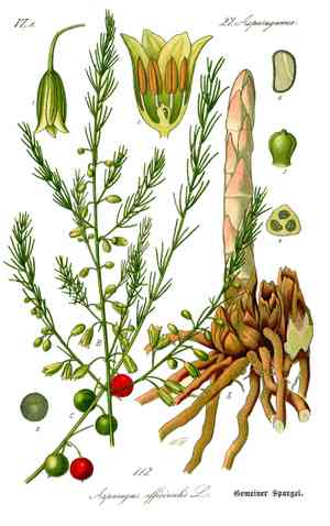 Asparagus (Asparagus)(Asparagus)