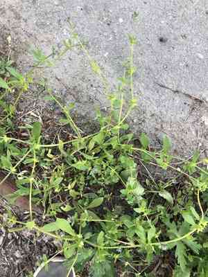 Madwort(Asperugo procumbens)