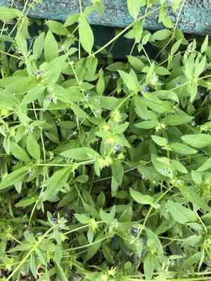 Madwort(Asperugo procumbens)