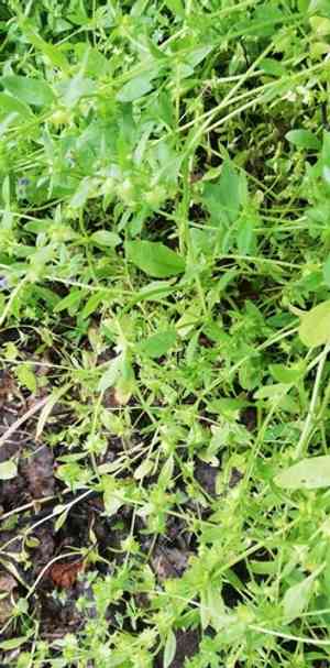 Madwort(Asperugo procumbens)