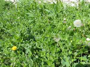 Madwort(Asperugo procumbens)