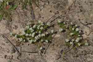 Asperula (Asperula)(Asperula)