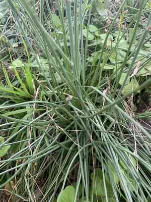 Onionweed(Asphodelus fistulosus)