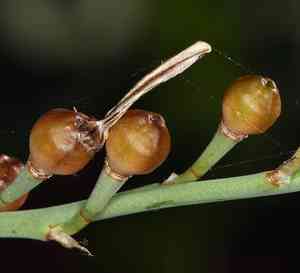 Onionweed(Asphodelus fistulosus)
