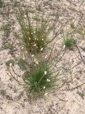 Onionweed(Asphodelus fistulosus)