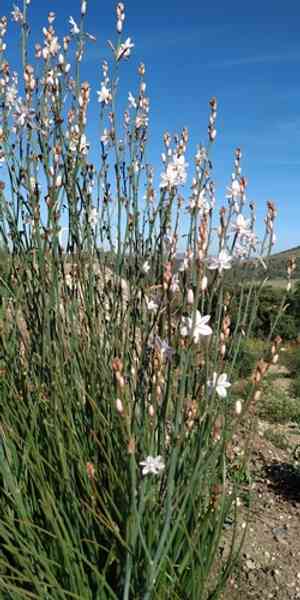 Onionweed(Asphodelus fistulosus)