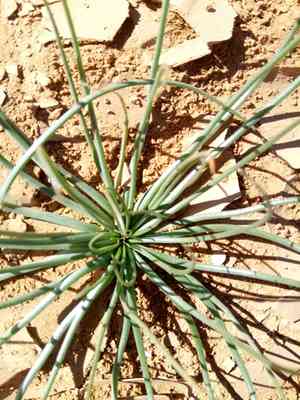 Onionweed(Asphodelus tenuifolius)