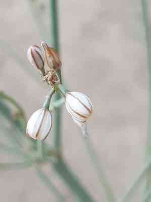 Onionweed(Asphodelus tenuifolius)