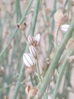 Onionweed(Asphodelus tenuifolius)