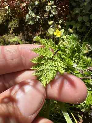California lace fern(Aspidotis californica)