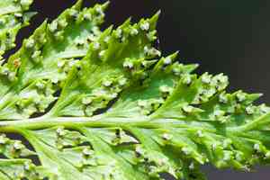 California lace fern(Aspidotis californica)