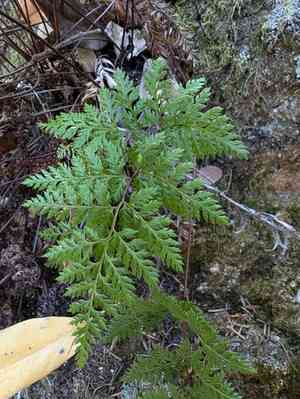 California lace fern(Aspidotis californica)