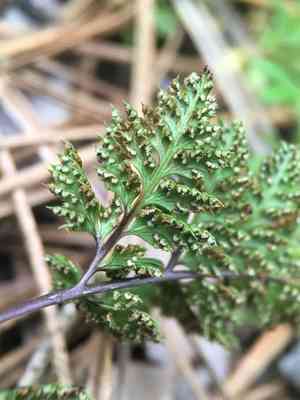 California lace fern(Aspidotis californica)