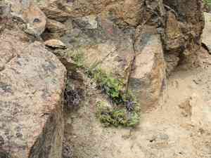 Indian's dream(Aspidotis densa)