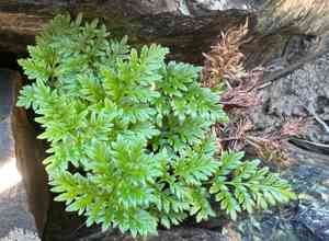 Indian's dream(Aspidotis densa)