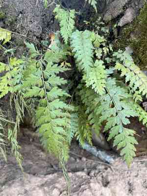 Egyptian spleenwort(Asplenium aethiopicum)