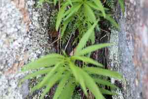 Egyptian spleenwort(Asplenium aethiopicum)