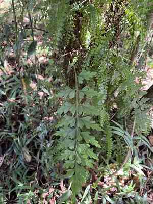 Egyptian spleenwort(Asplenium aethiopicum)
