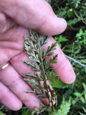 Egyptian spleenwort(Asplenium aethiopicum)