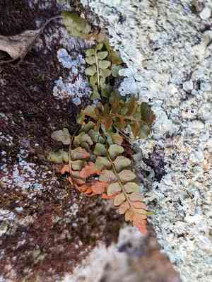 Bradley's spleenwort(Asplenium bradleyi)
