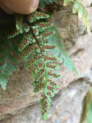 Bradley's spleenwort(Asplenium bradleyi)