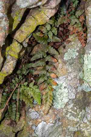 Bradley's spleenwort(Asplenium bradleyi)