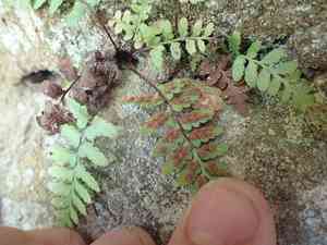 Bradley's spleenwort(Asplenium bradleyi)