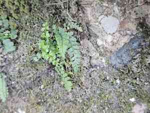 Fountain spleenwort(Asplenium fontanum)