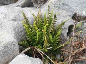 Fountain spleenwort(Asplenium fontanum)
