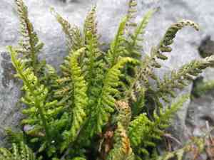 Fountain spleenwort(Asplenium fontanum)