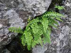 Fountain spleenwort(Asplenium fontanum)