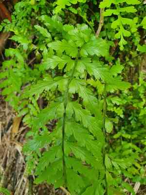 Asplenium lamprophyllum(Asplenium lamprophyllum)