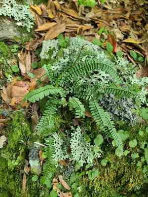 Single-sorus spleenwort(Asplenium monanthes)