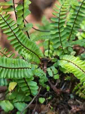 Single-sorus spleenwort(Asplenium monanthes)