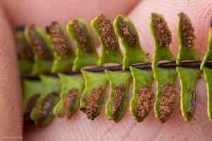Single-sorus spleenwort(Asplenium monanthes)