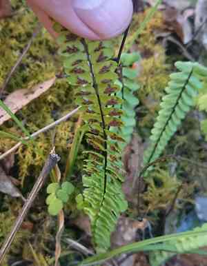 Single-sorus spleenwort(Asplenium monanthes)