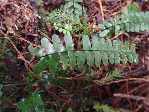 Rainforest spleenwort(Asplenium normale)