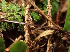 Rainforest spleenwort(Asplenium normale)