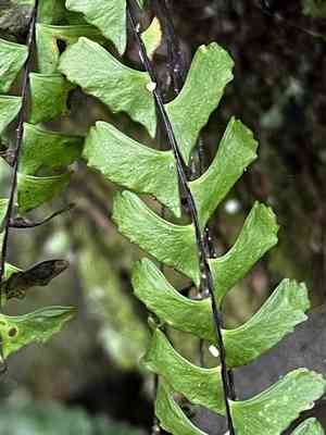 Rainforest spleenwort(Asplenium normale)
