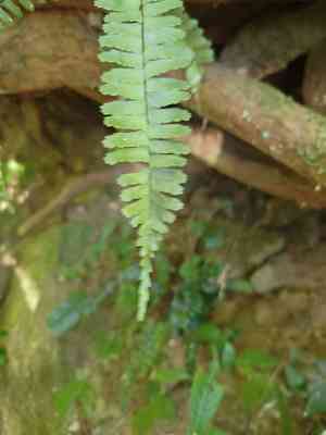 Rainforest spleenwort(Asplenium normale)