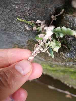 Lobed spleenwort(Asplenium pinnatifidum)