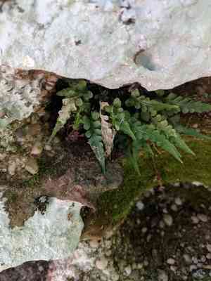 Lobed spleenwort(Asplenium pinnatifidum)