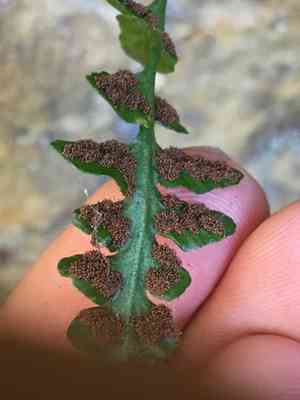 Lobed spleenwort(Asplenium pinnatifidum)