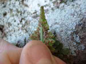 Lobed spleenwort(Asplenium pinnatifidum)