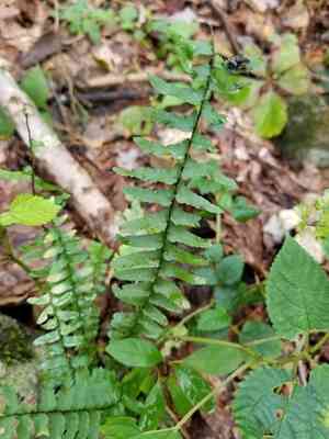 Ebony spleenwort(Asplenium platyneuron)