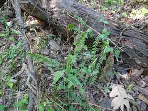 Ebony spleenwort(Asplenium platyneuron)