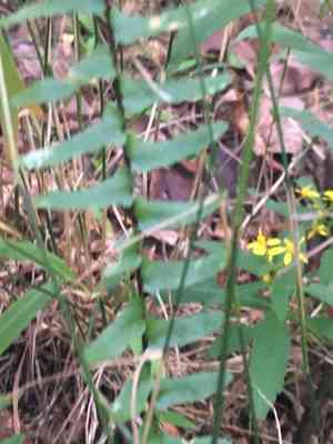 Ebony spleenwort(Asplenium platyneuron)