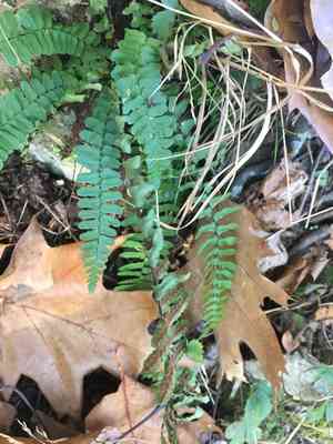 Ebony spleenwort(Asplenium platyneuron)