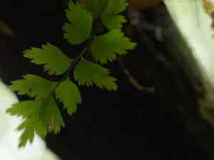 Mare's tail fern(Asplenium polyodon)