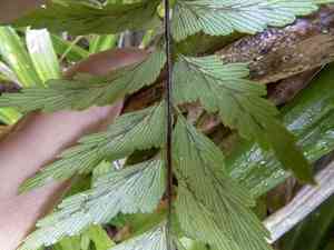 Mare's tail fern(Asplenium polyodon)